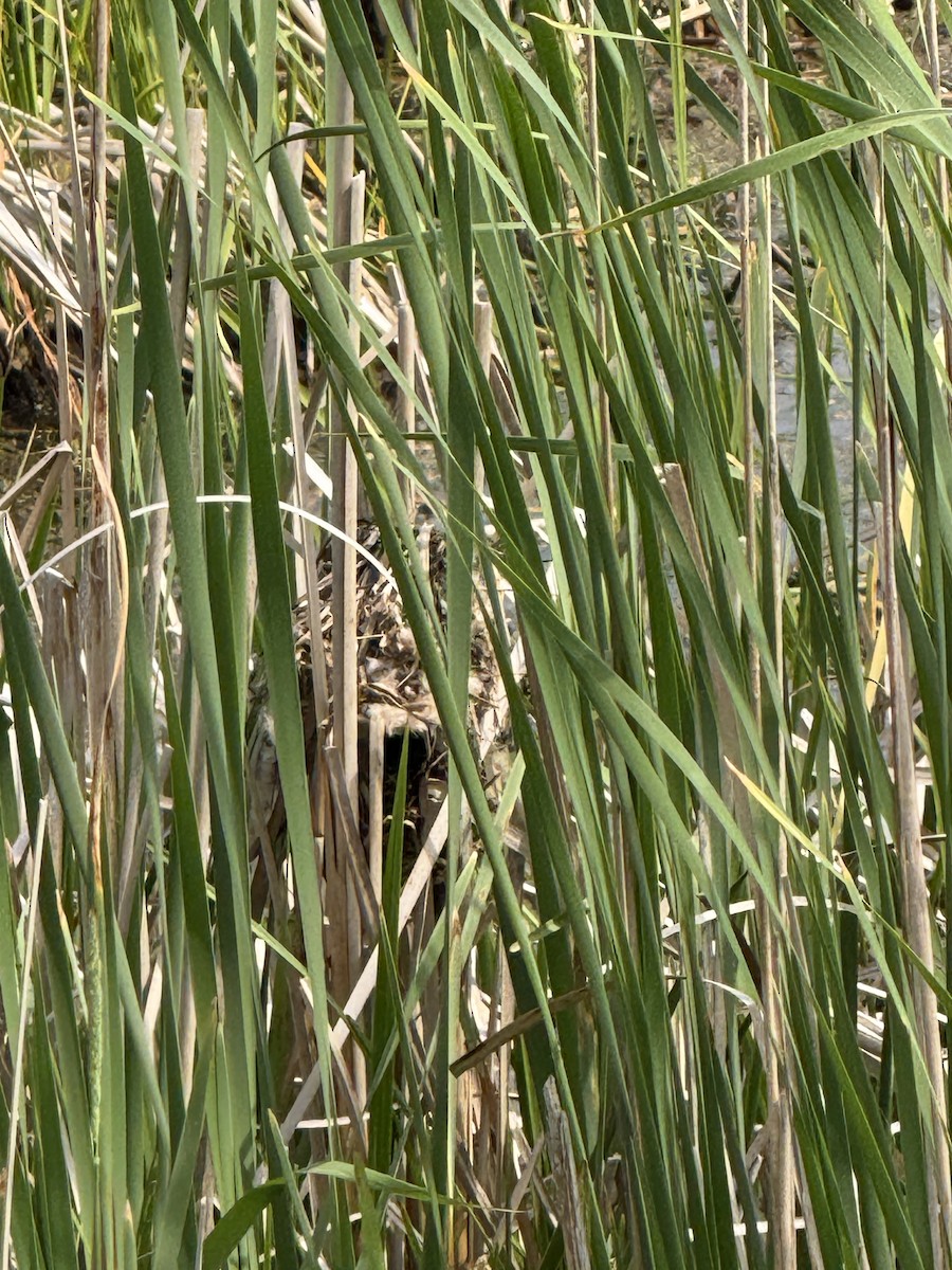 Marsh Wren - ML638274089