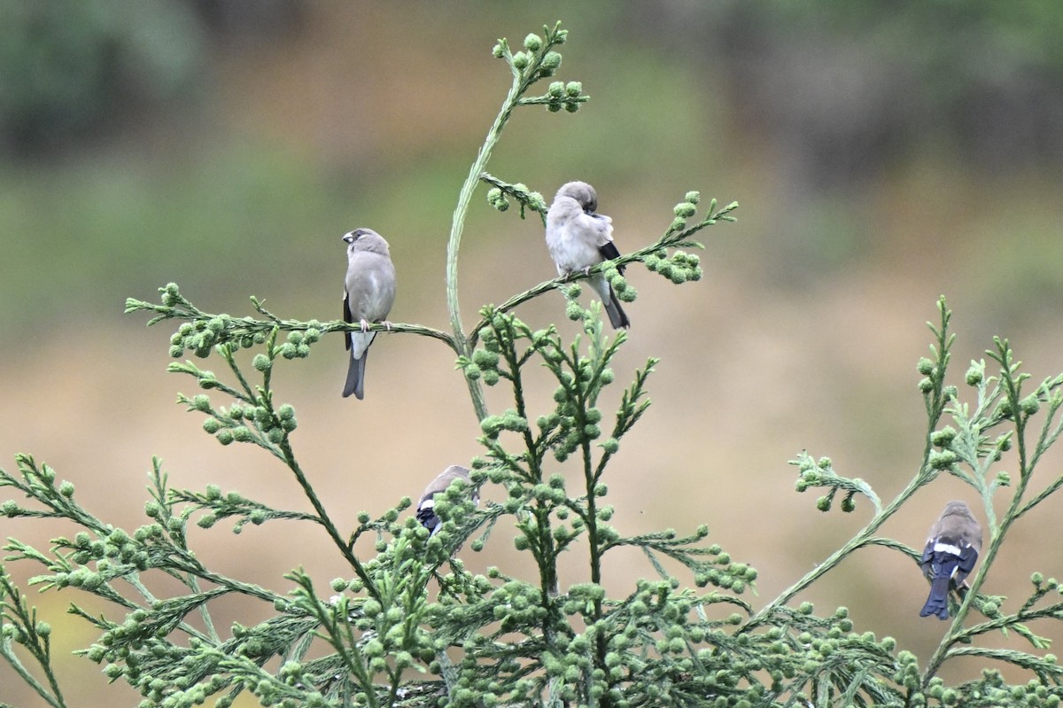 Brown Bullfinch - ML638274093