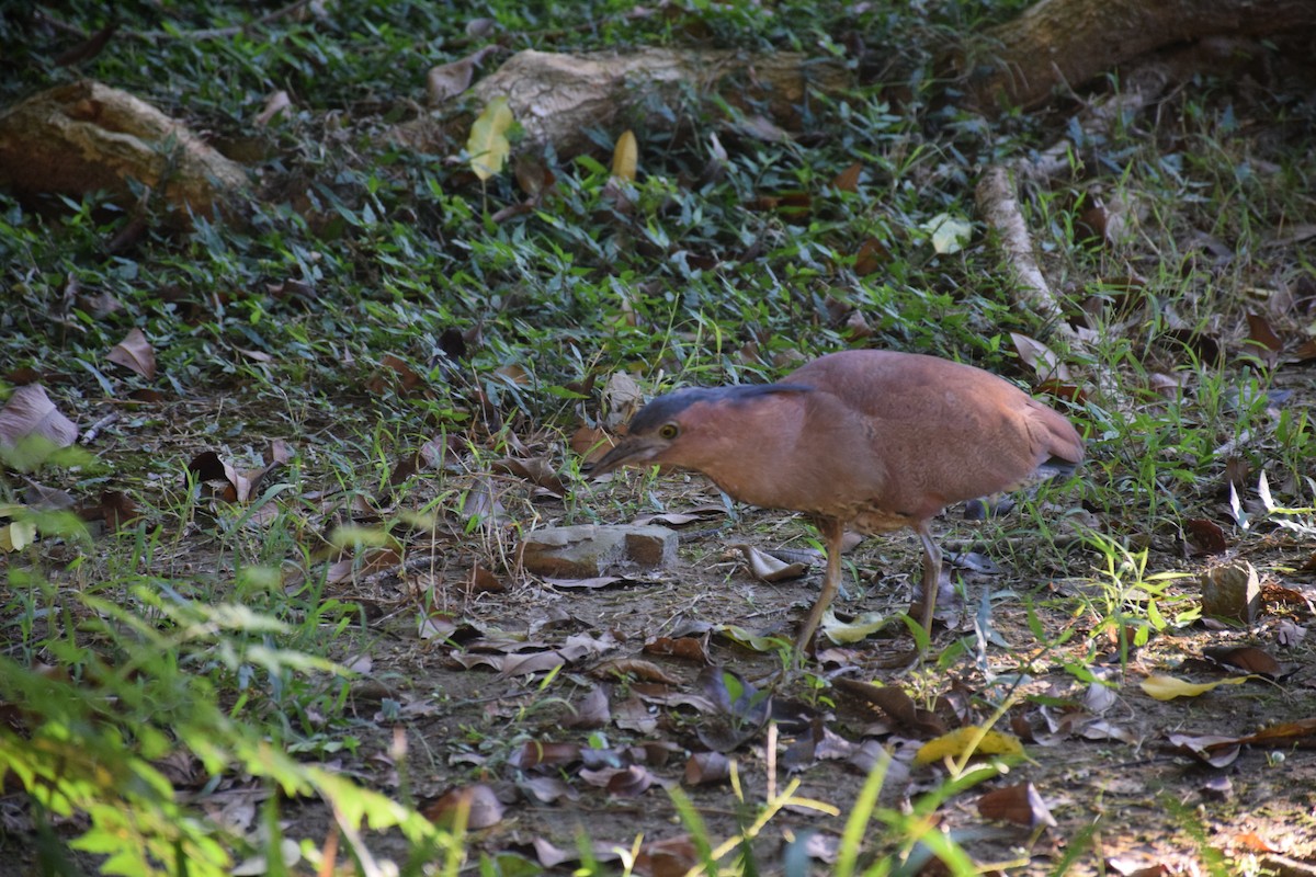 Malayan Night Heron - ML638274121