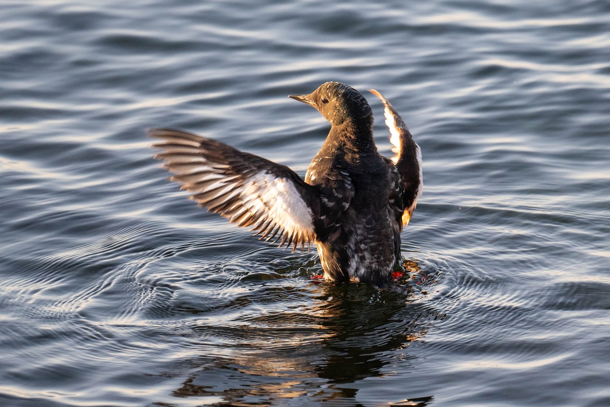 Black Guillemot - ML638274129