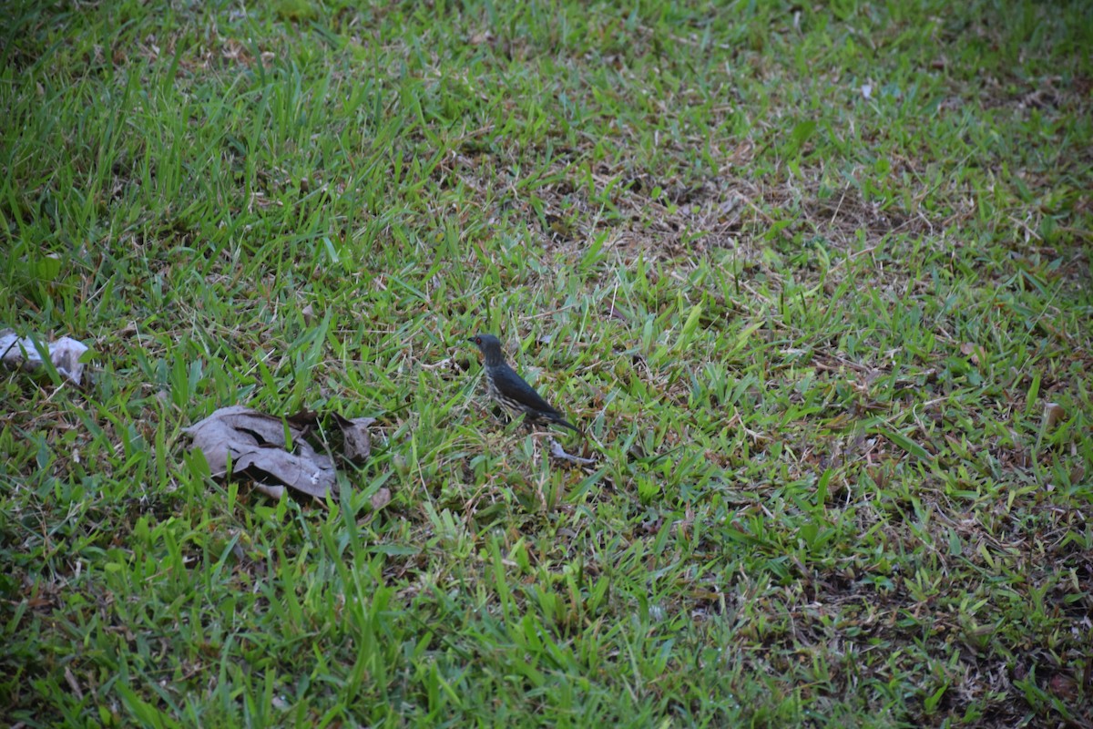 Asian Glossy Starling - ML638274134