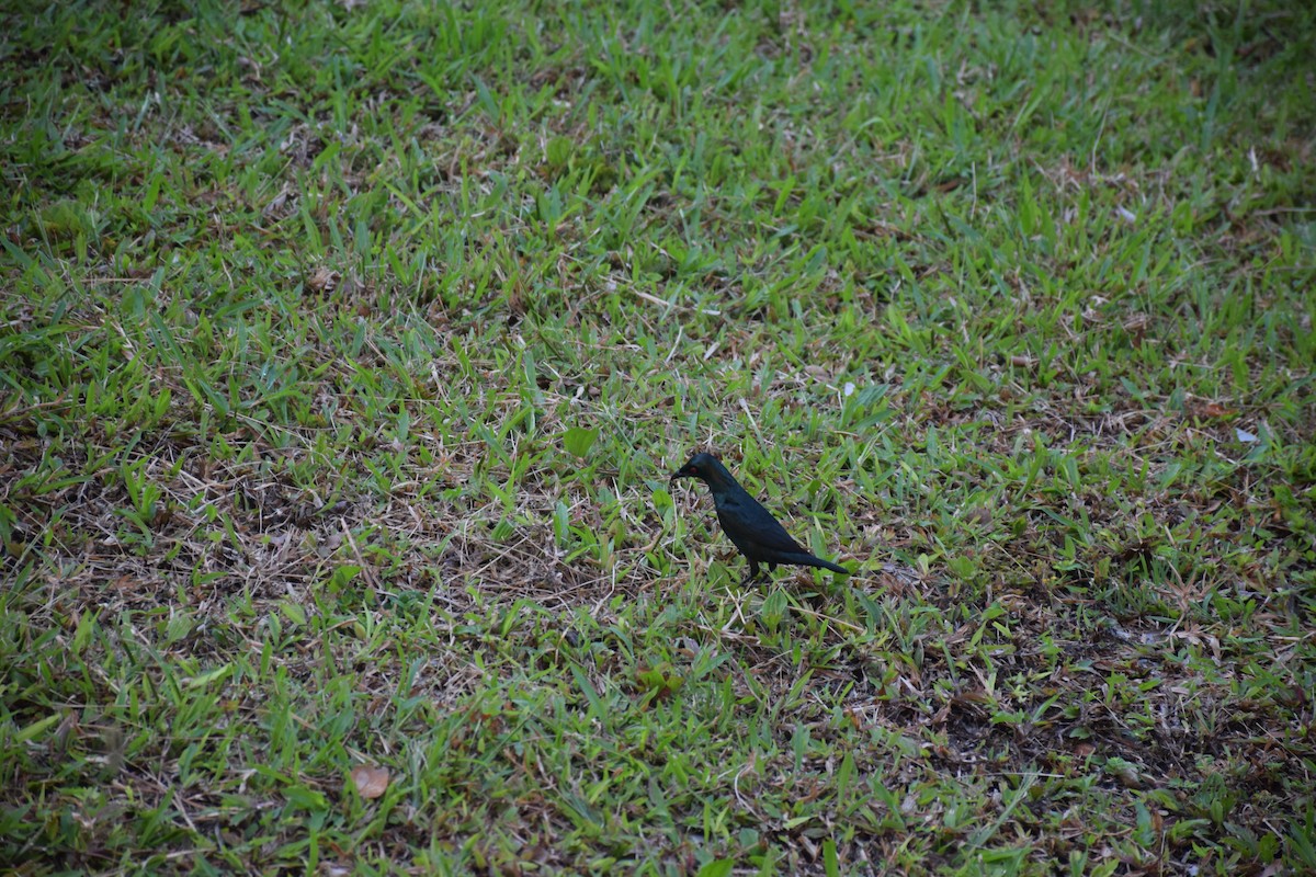 Asian Glossy Starling - ML638274135