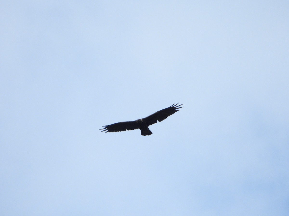 Golden Eagle - ML638274147