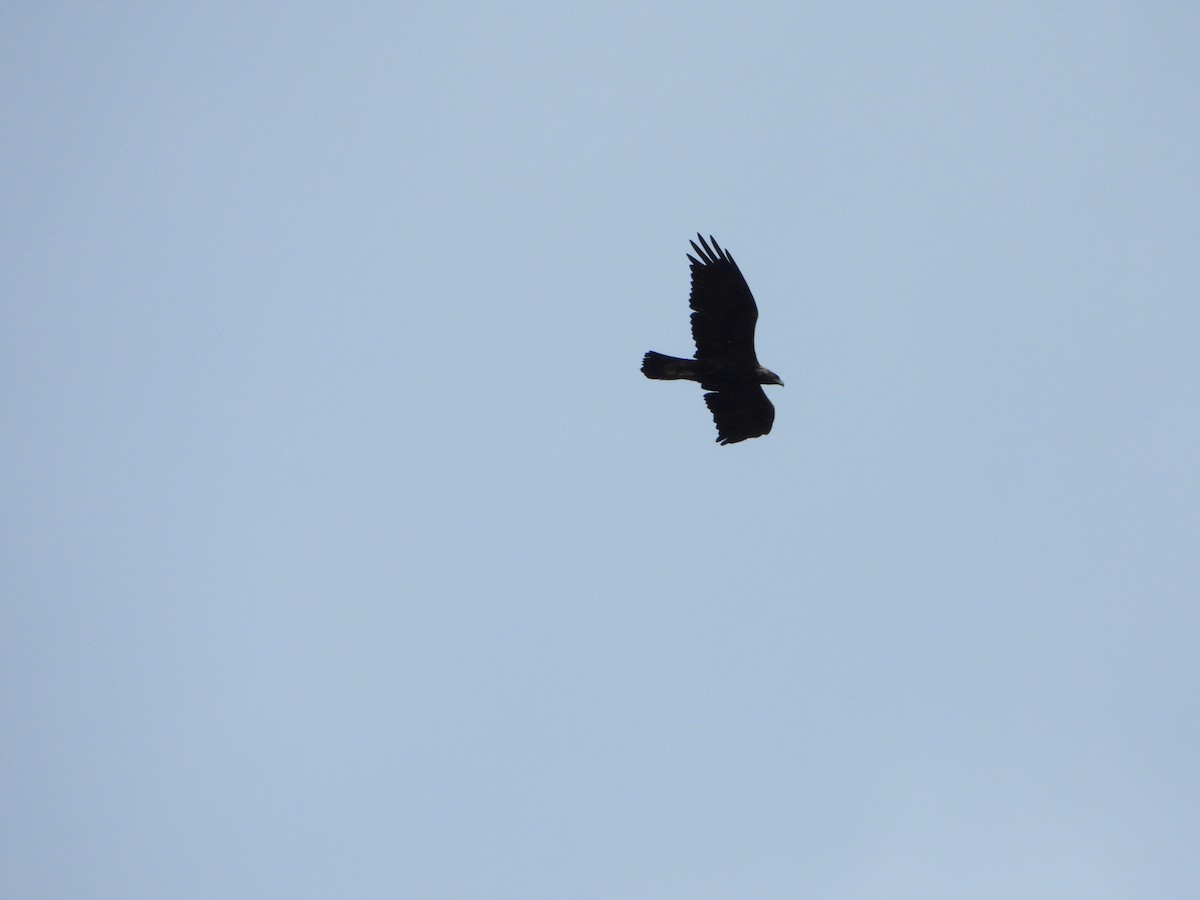 Golden Eagle - ML638274148