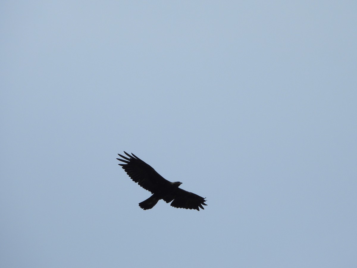 Golden Eagle - ML638274150