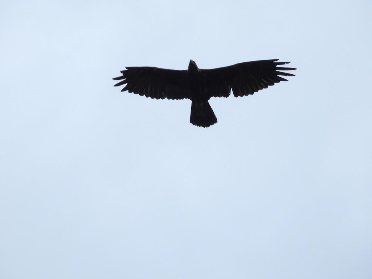 Golden Eagle - ML638274151