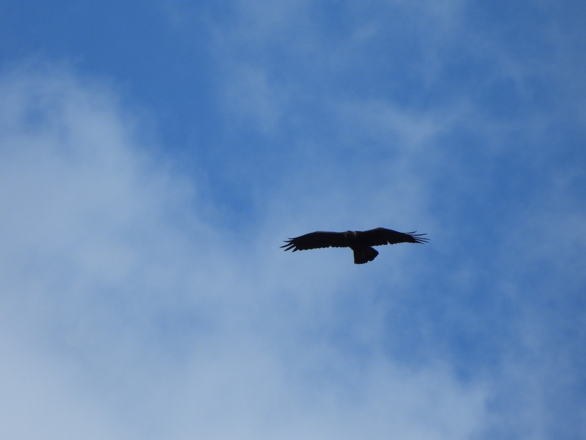 Golden Eagle - ML638274153
