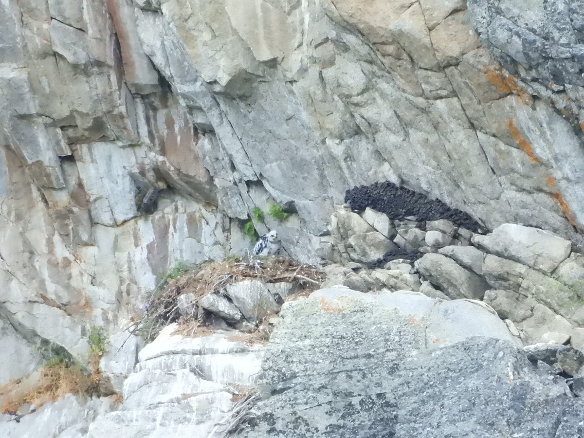 Golden Eagle - ML638274154