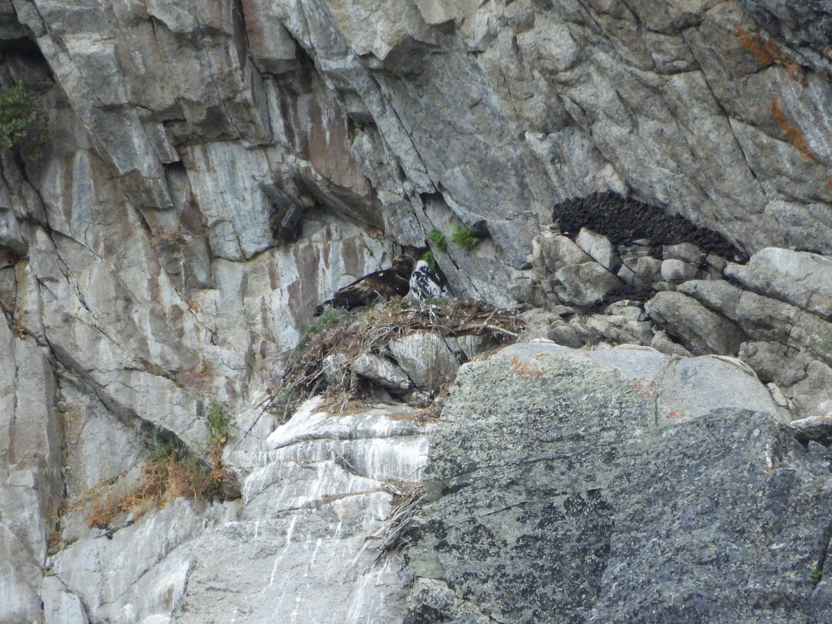 Golden Eagle - ML638274156