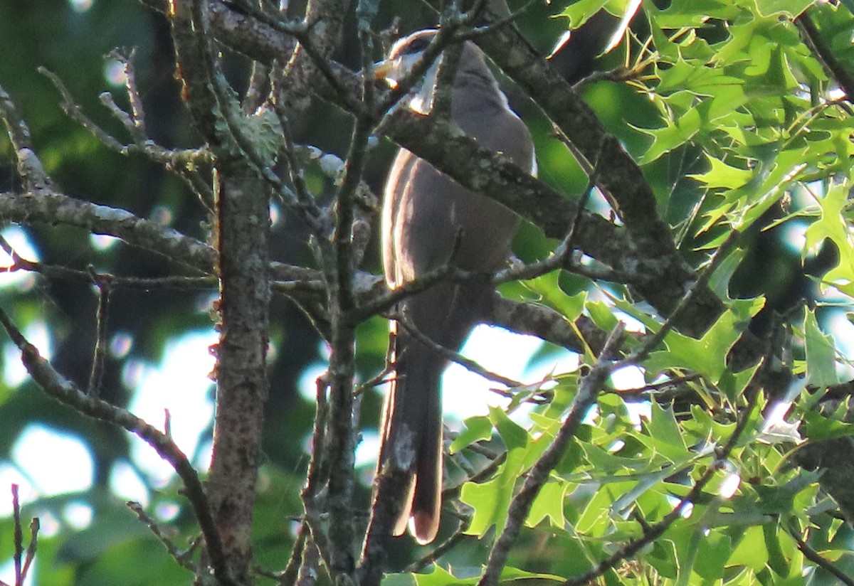 Yellow-billed Cuckoo - ML638274177
