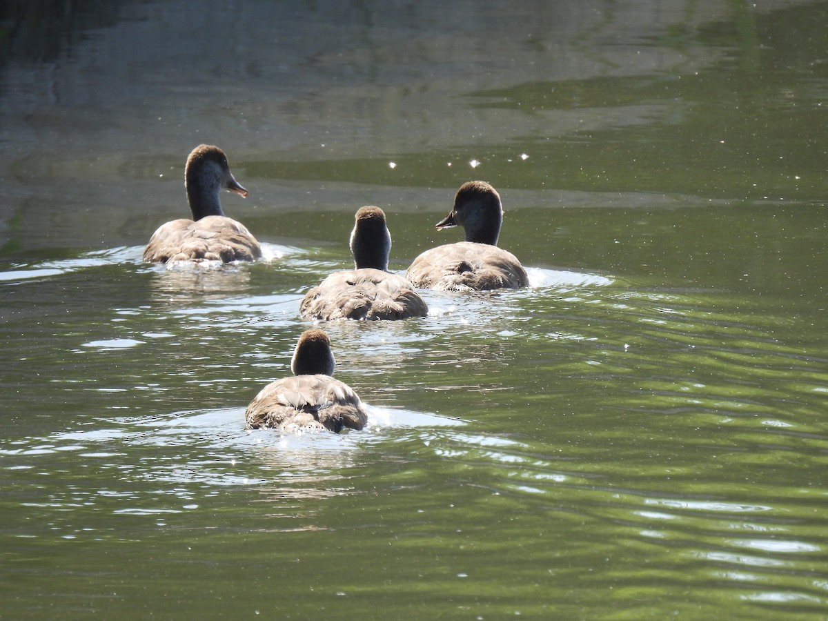 Red-crested Pochard - ML638274178