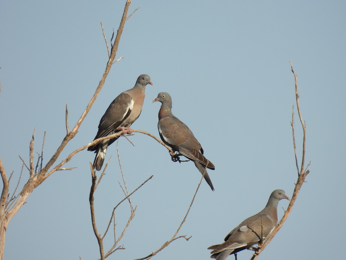 Common Wood-Pigeon - ML638274196