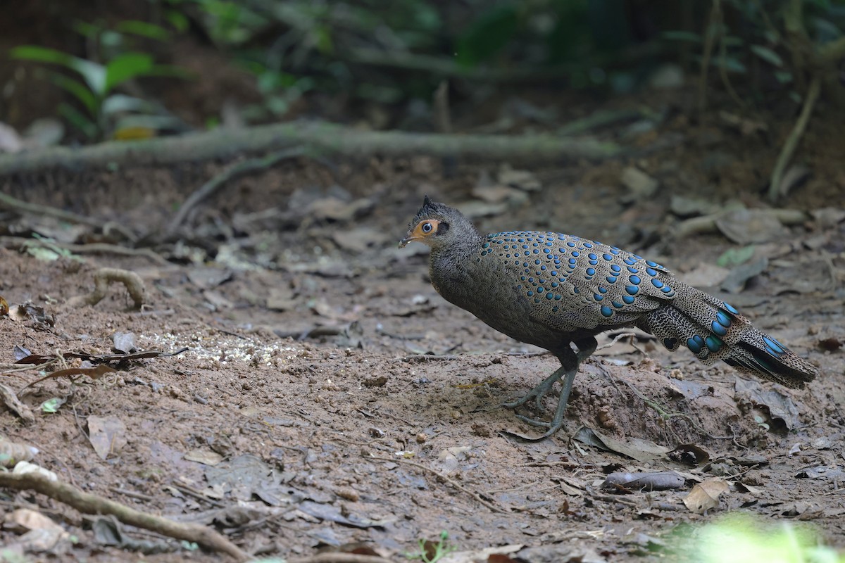 Malayan Peacock-Pheasant - ML638274197