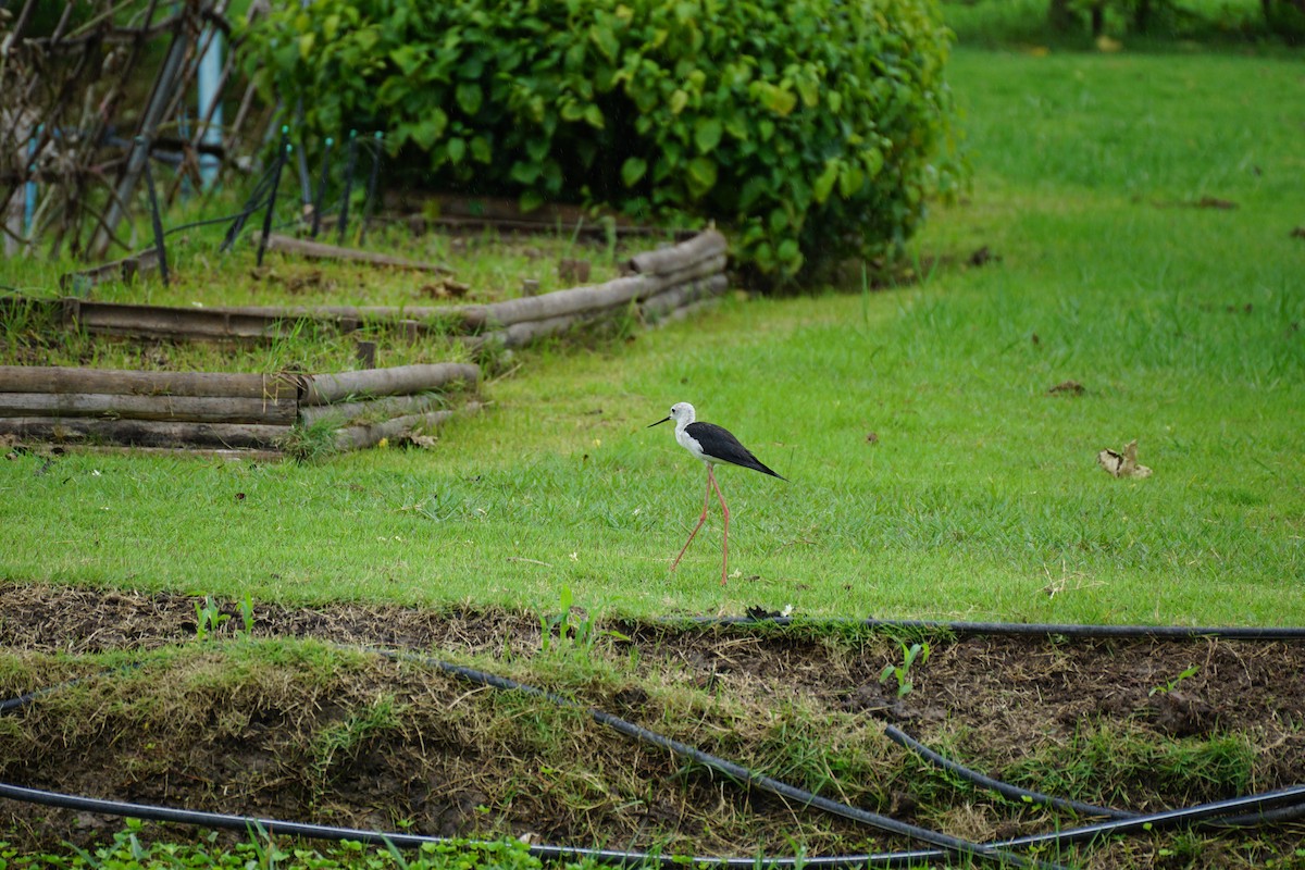 Black-winged Stilt - ML638274200