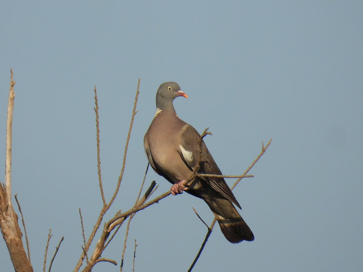Common Wood-Pigeon - ML638274208