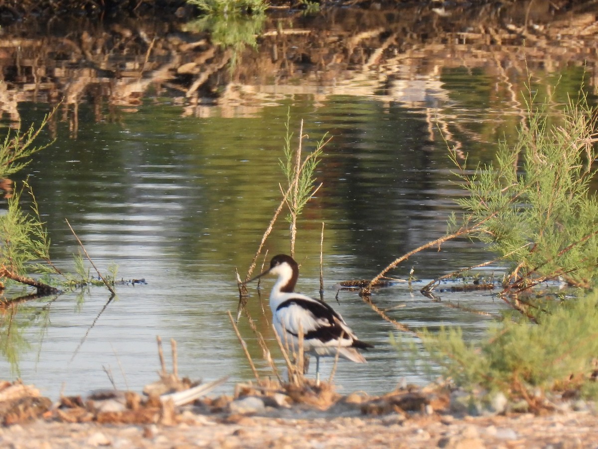 Pied Avocet - ML638274237