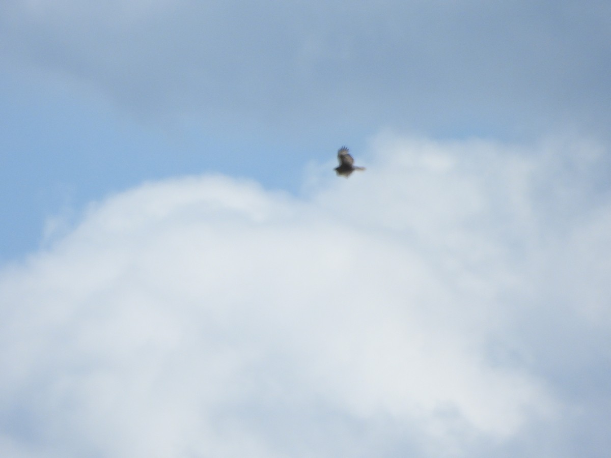 Buteo sp. - ML638274250
