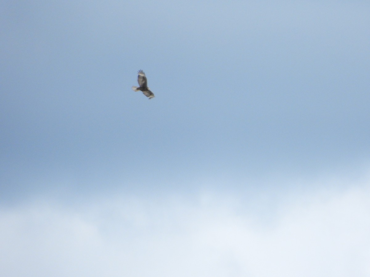 Buteo sp. - ML638274251