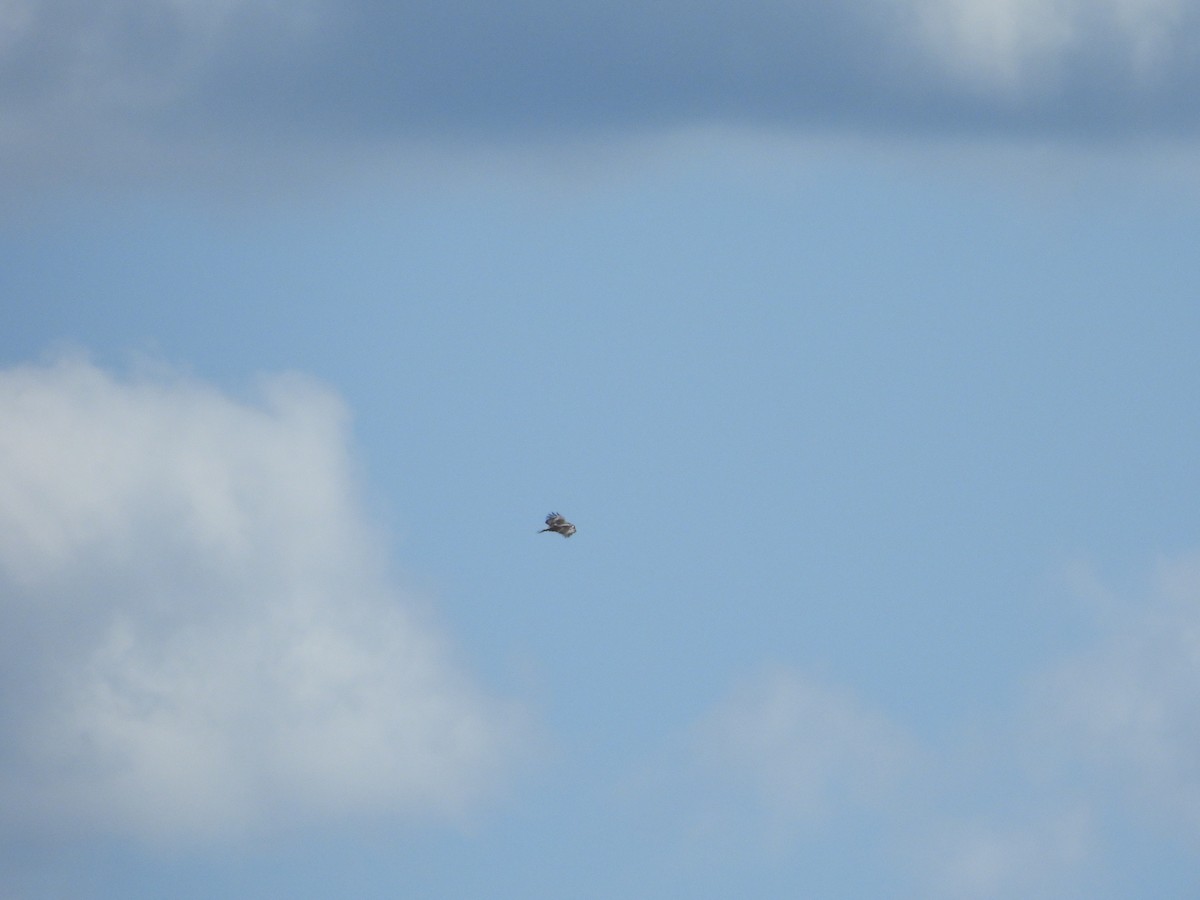 Buteo sp. - ML638274252