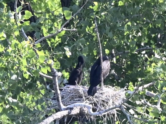 Double-crested Cormorant - ML638274267