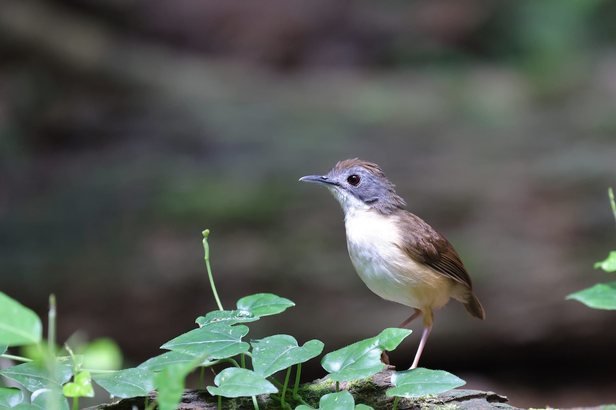 Short-tailed Babbler - ML638274271