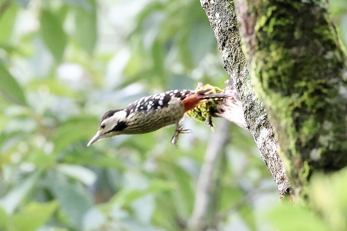 Stripe-breasted Woodpecker - ML638274291