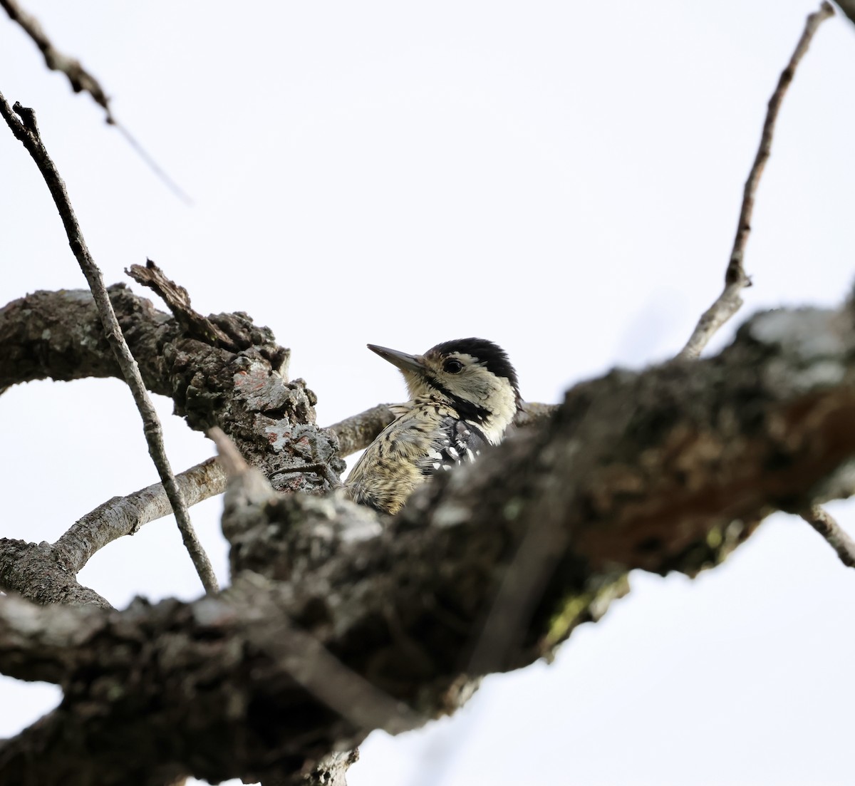 Stripe-breasted Woodpecker - ML638274292