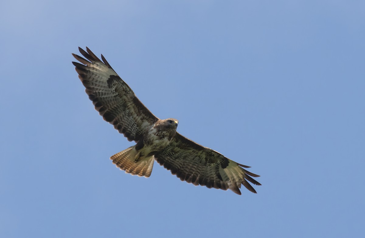 Common Buzzard - ML638274311
