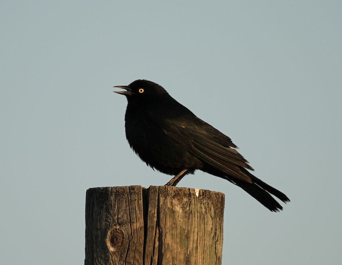 Brewer's Blackbird - ML638274312