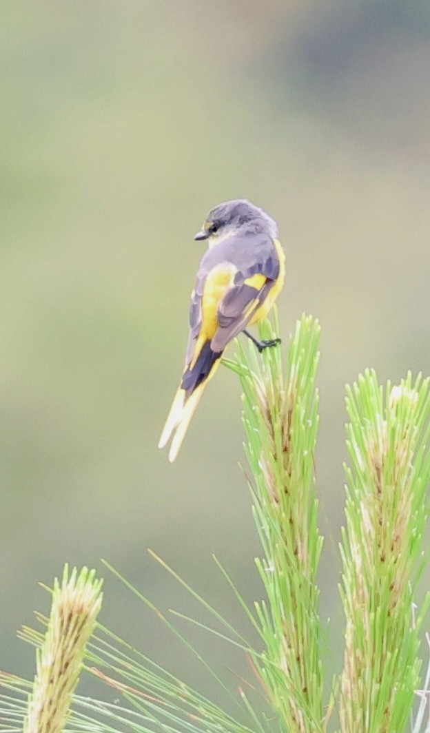 Long-tailed Minivet - ML638274313