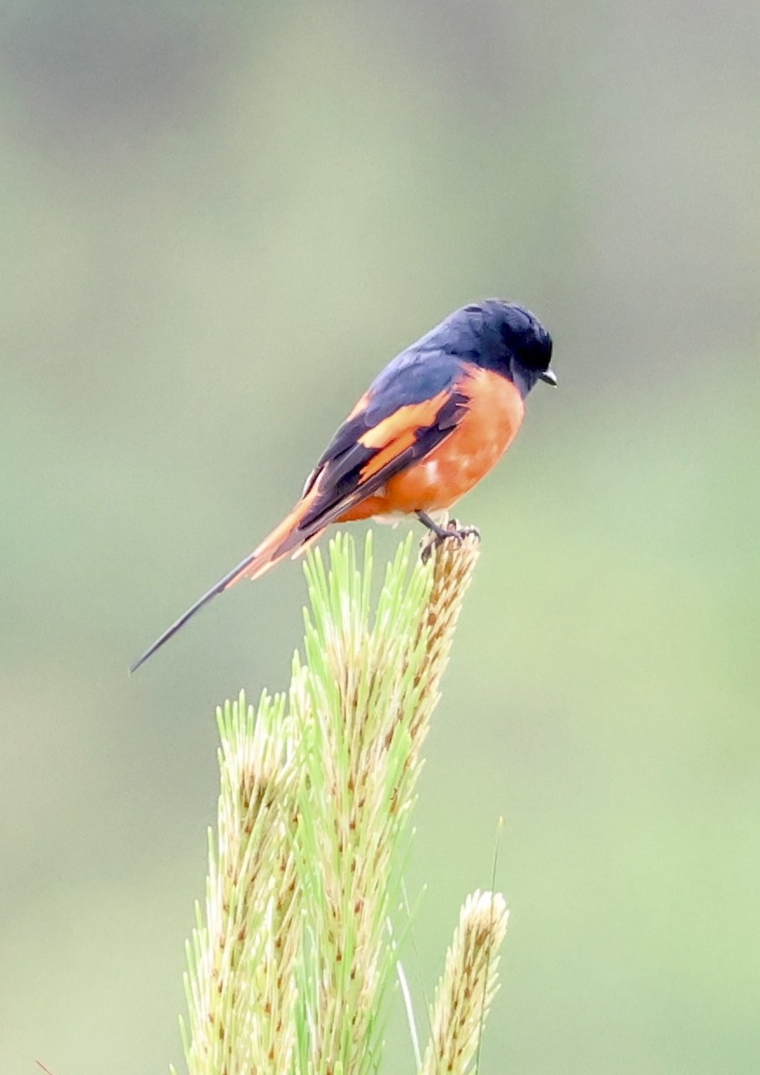 Long-tailed Minivet - ML638274314