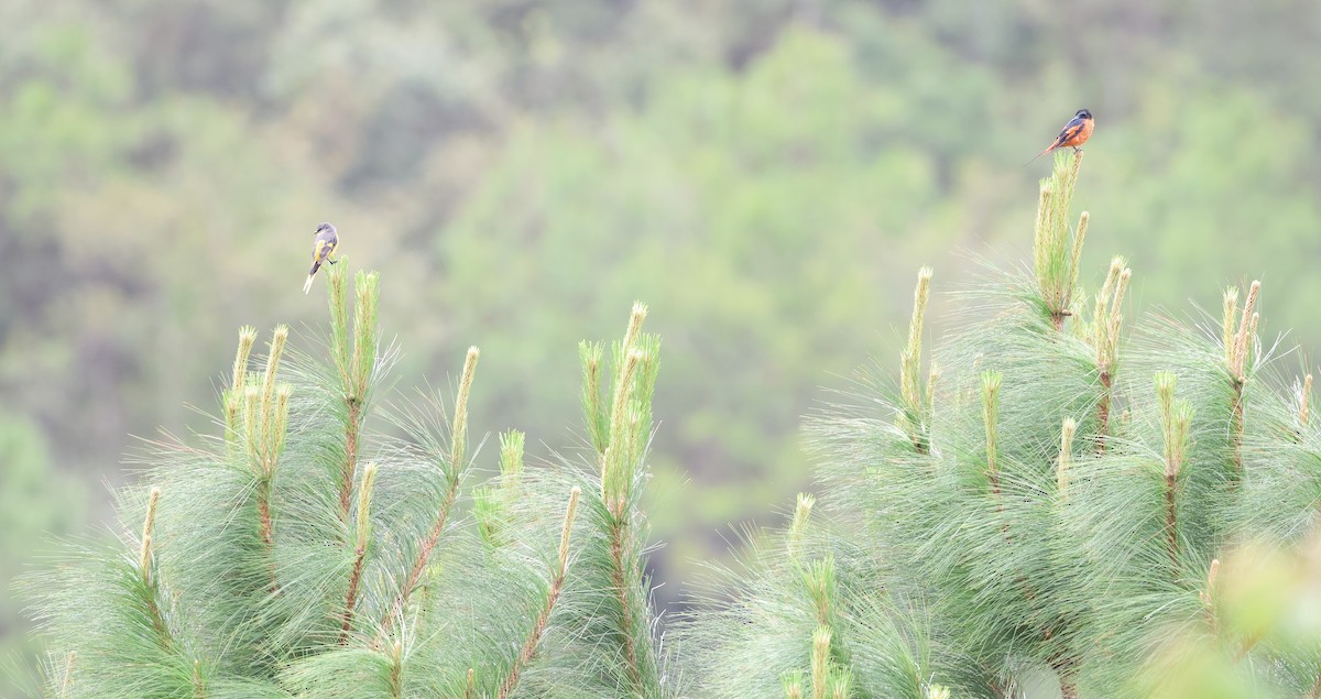Long-tailed Minivet - ML638274315