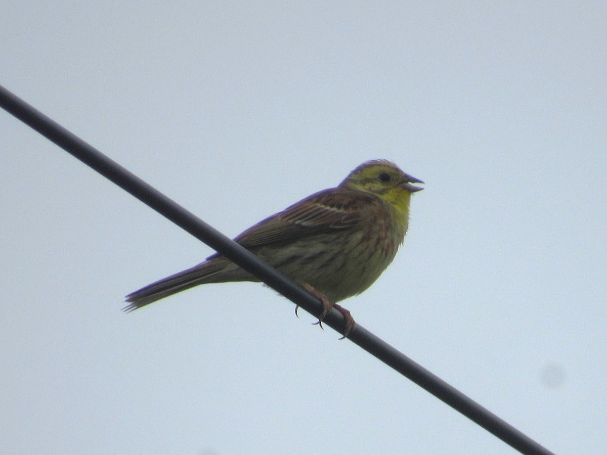 Bruant jaune - ML638274316