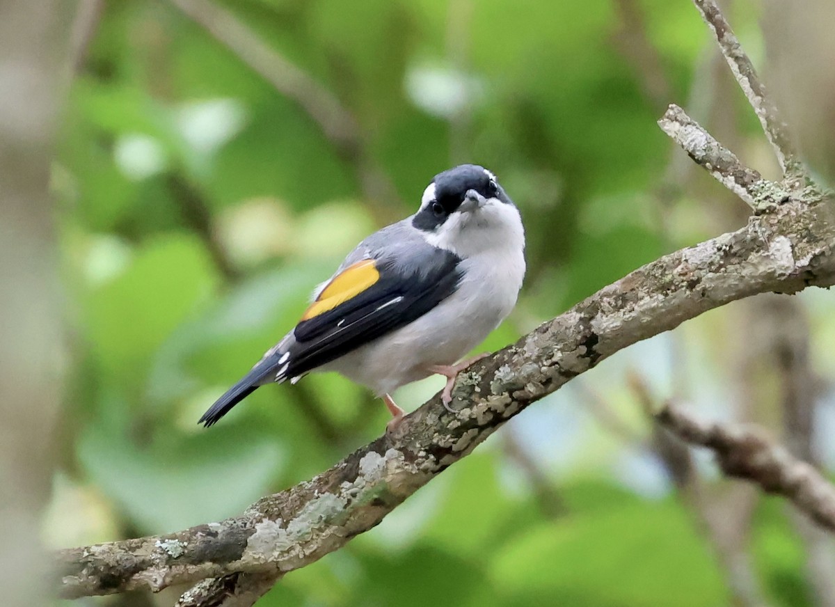 White-browed Shrike-Babbler - ML638274317