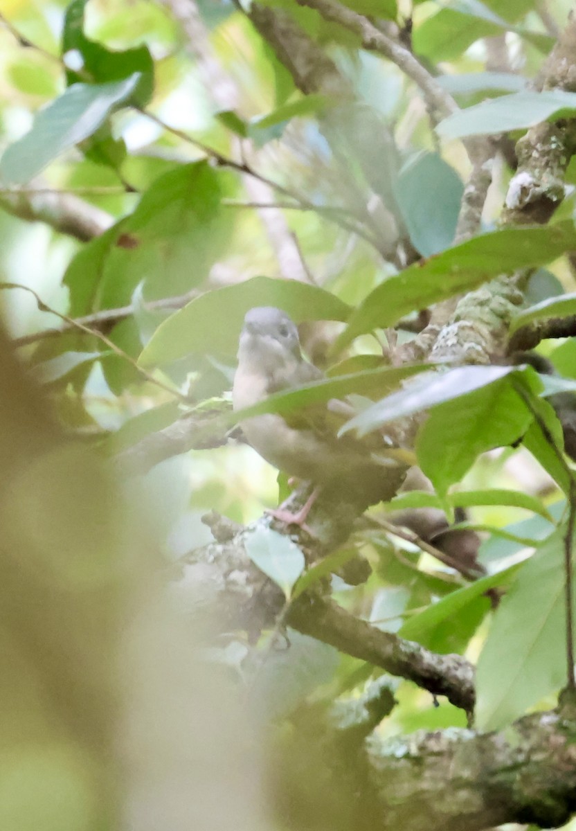 White-browed Shrike-Babbler - ML638274318