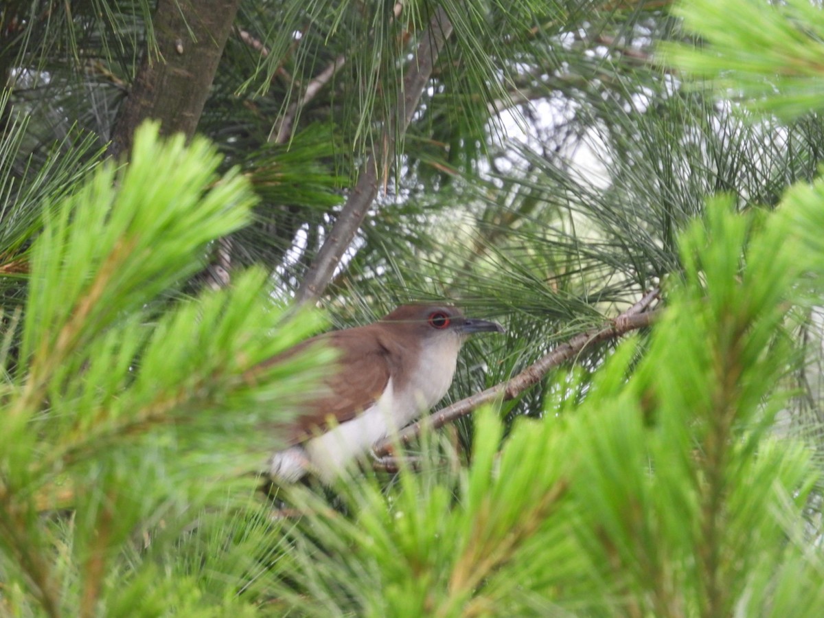 Black-billed Cuckoo - ML638274333