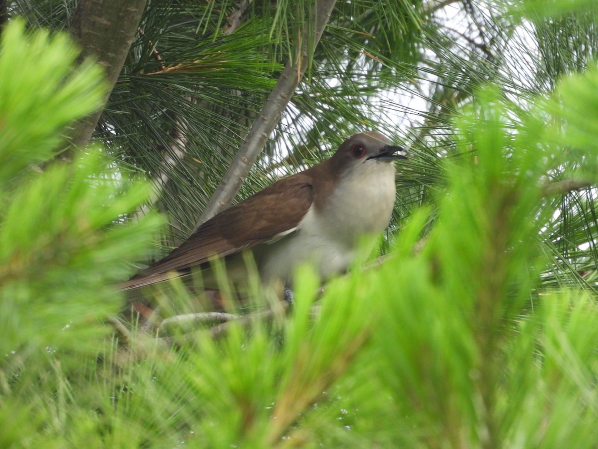 Black-billed Cuckoo - ML638274334