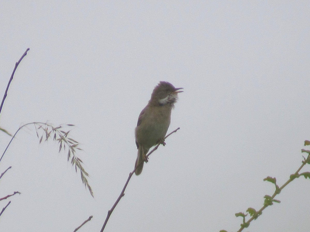 Greater Whitethroat - ML638274335