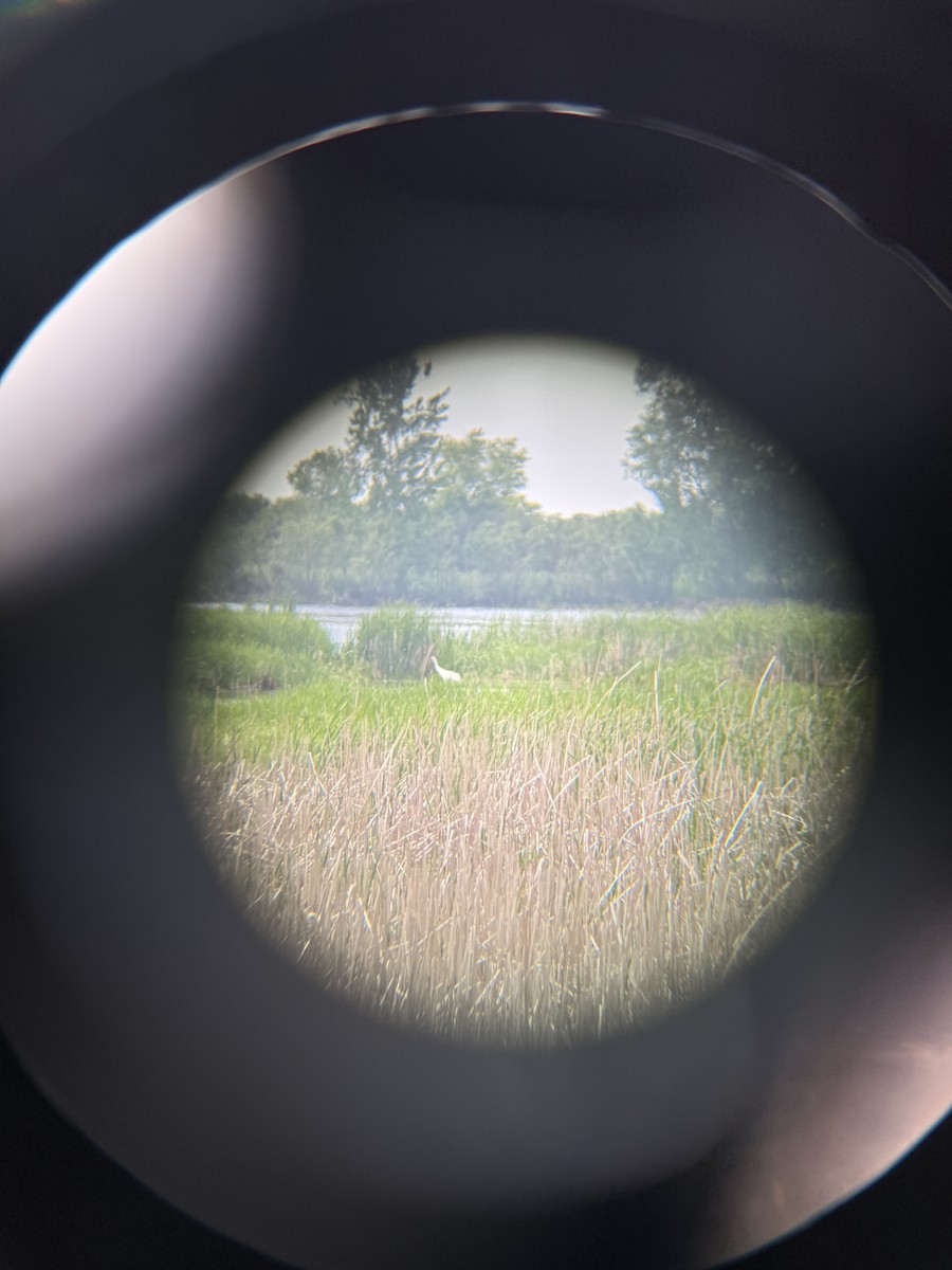 Whooping Crane - ML638274340