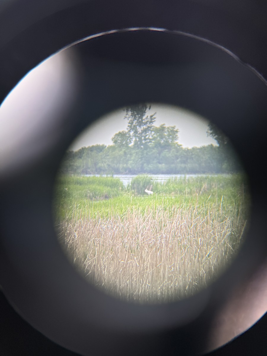 Whooping Crane - ML638274341