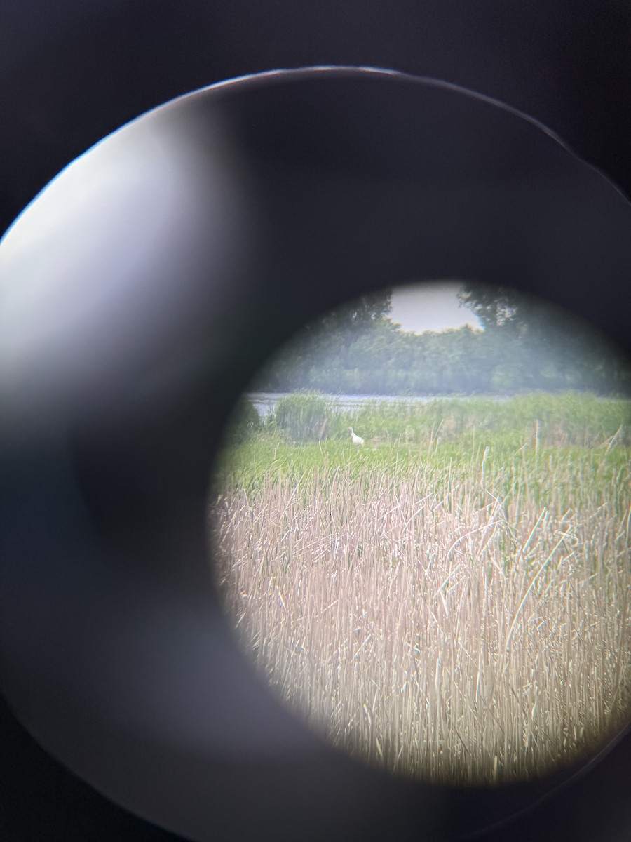 Whooping Crane - ML638274342