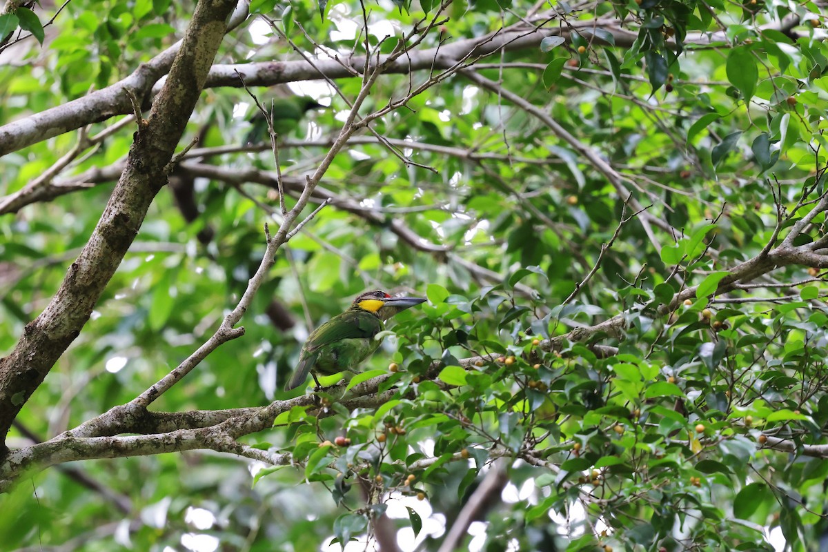 Gold-whiskered Barbet (Gold-whiskered) - ML638274343