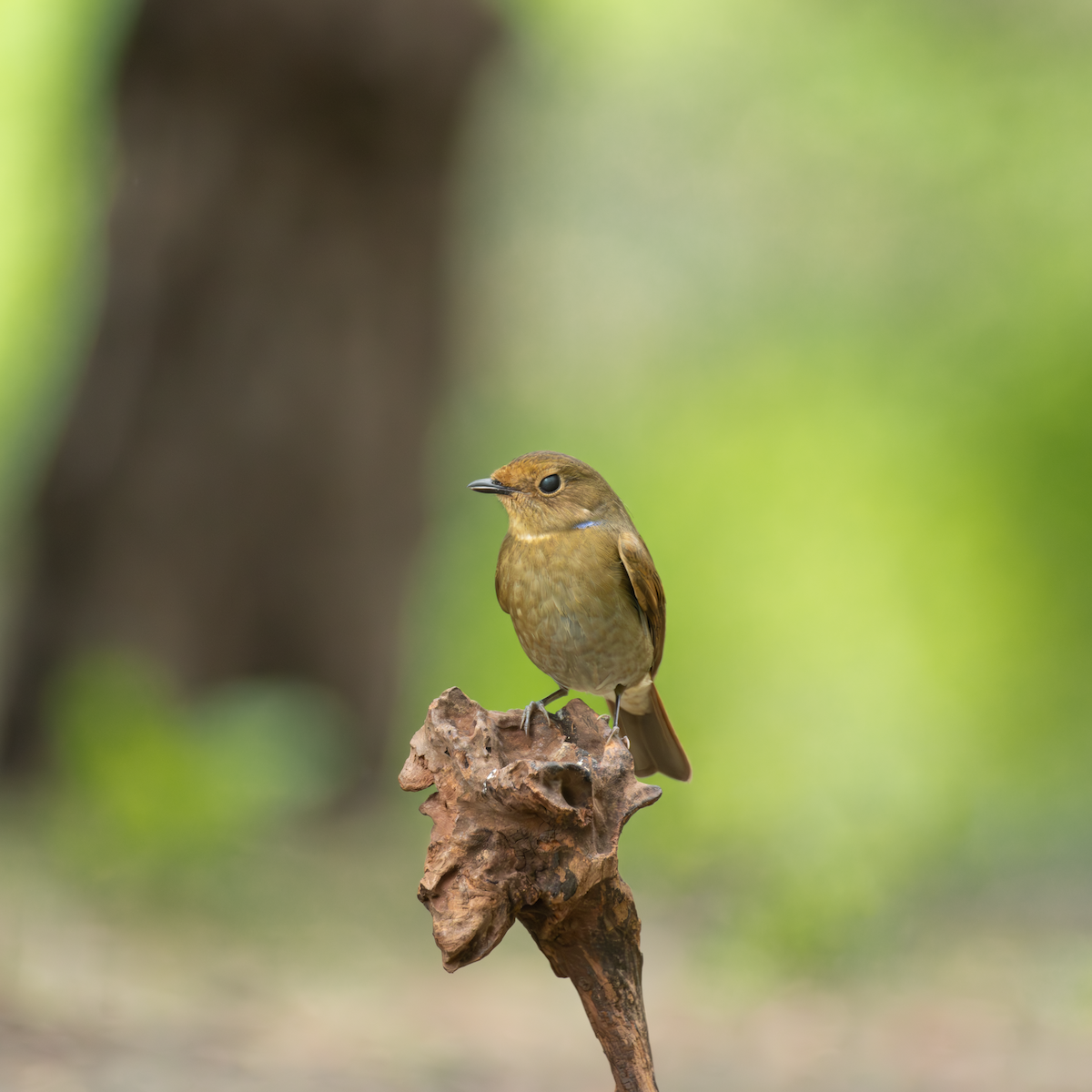 Davidblauschnäpper - ML638274360