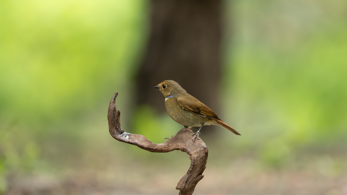 Davidblauschnäpper - ML638274361