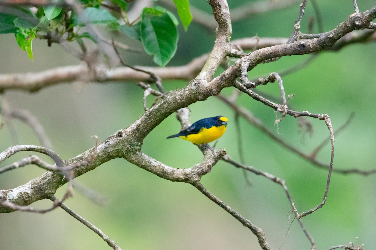 Yellow-throated Euphonia - ML638274366