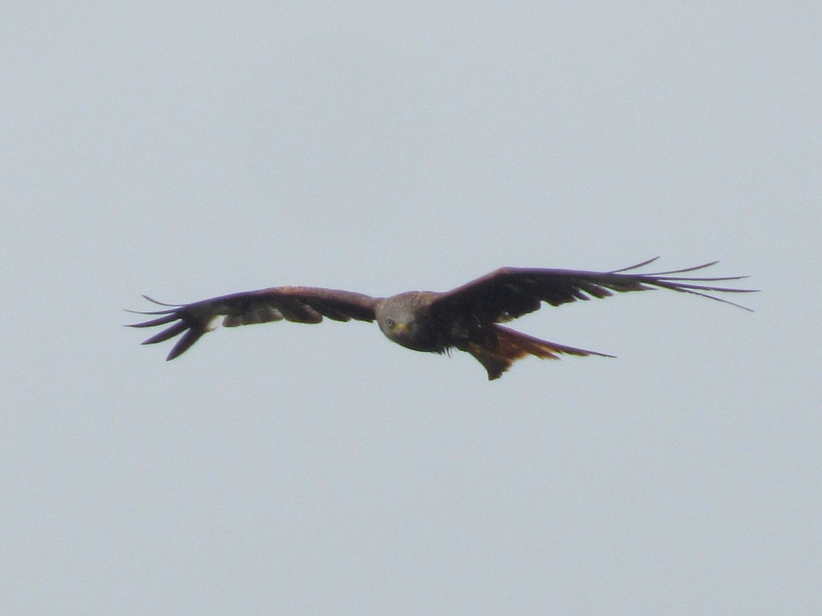 Red Kite - ML638274374
