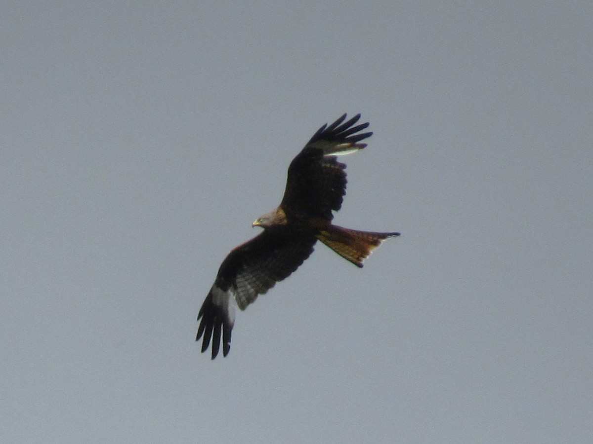 Red Kite - ML638274376