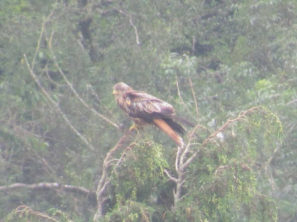 Red Kite - ML638274377