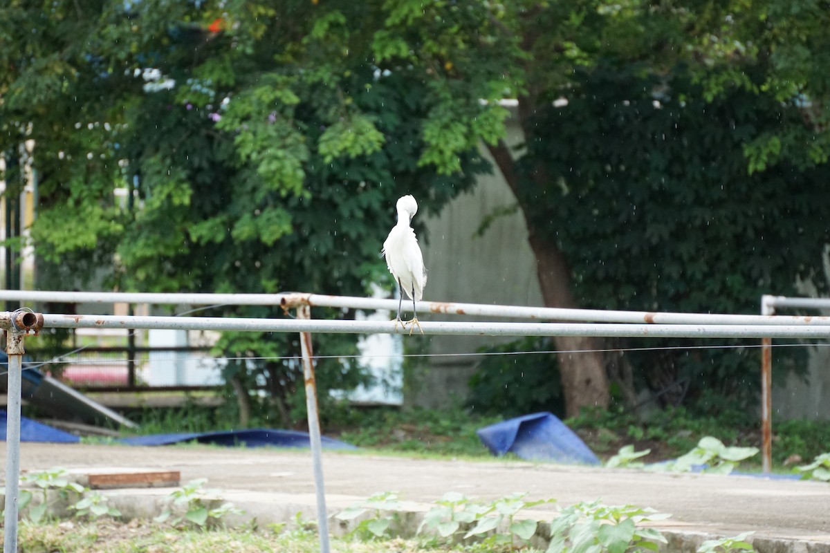 Little Egret - ML638274397