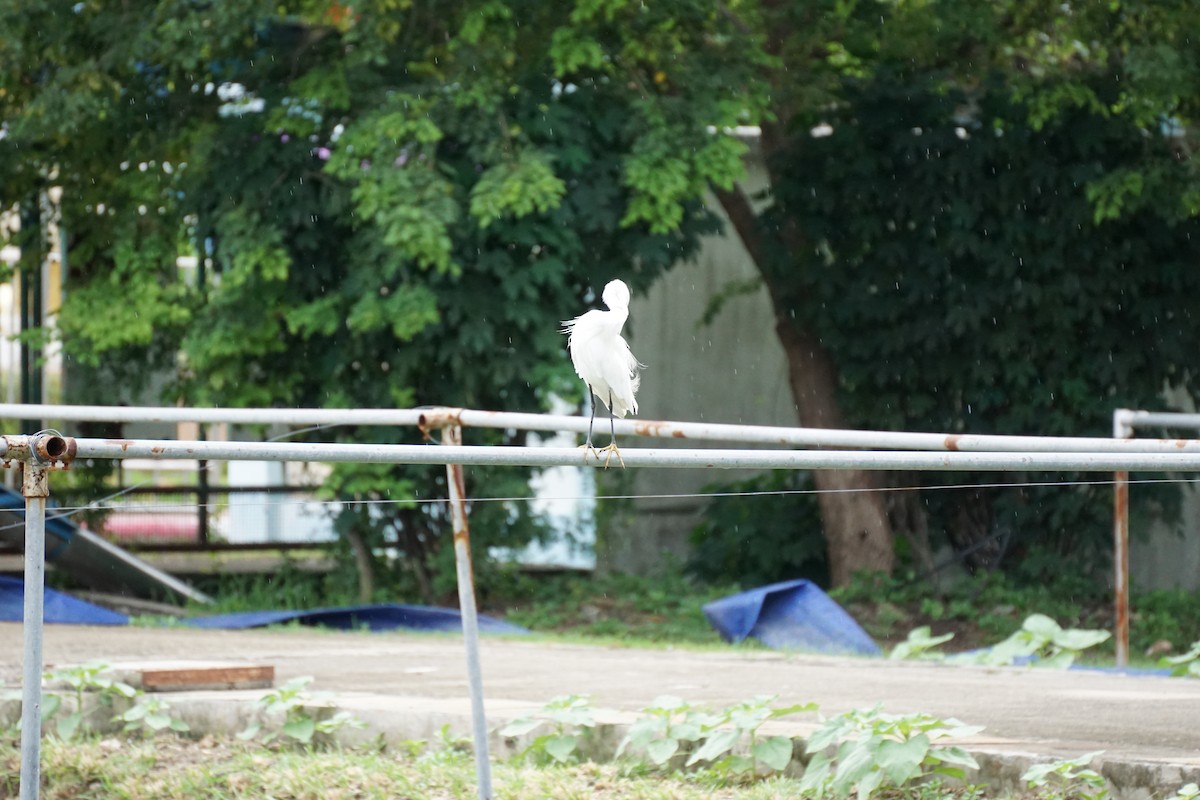 Little Egret - ML638274399